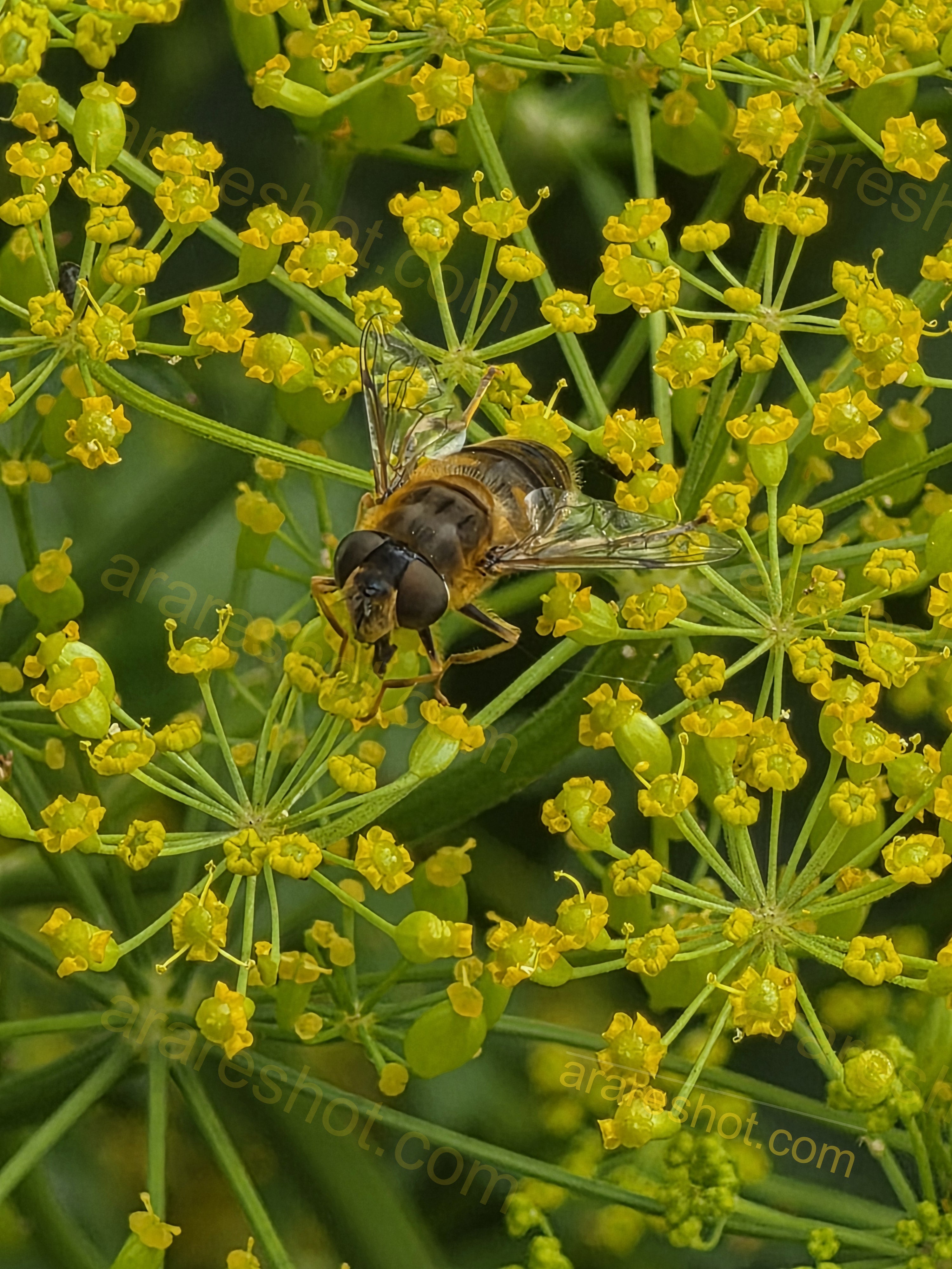 Bee on Yellow Flower Cluster