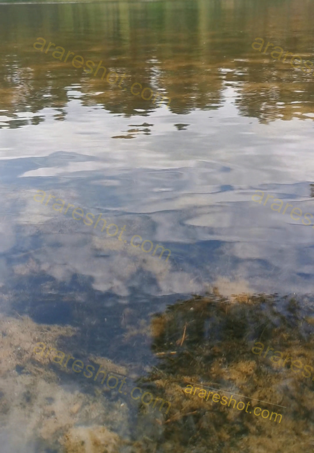Clear Water Surface with Underwater Vegetation