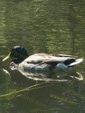 Mallard Duck Floating on Water