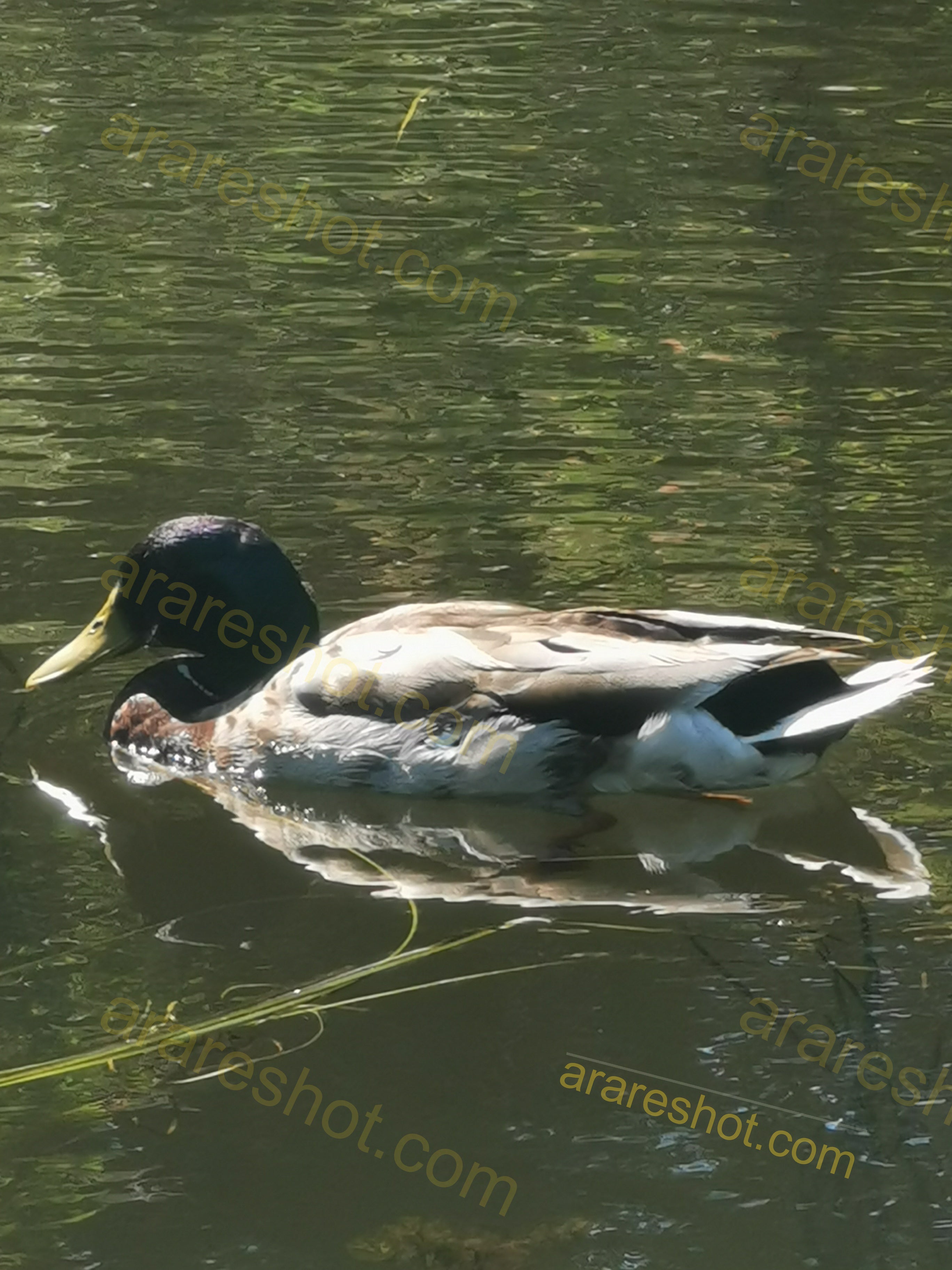 Mallard Duck Floating on Water