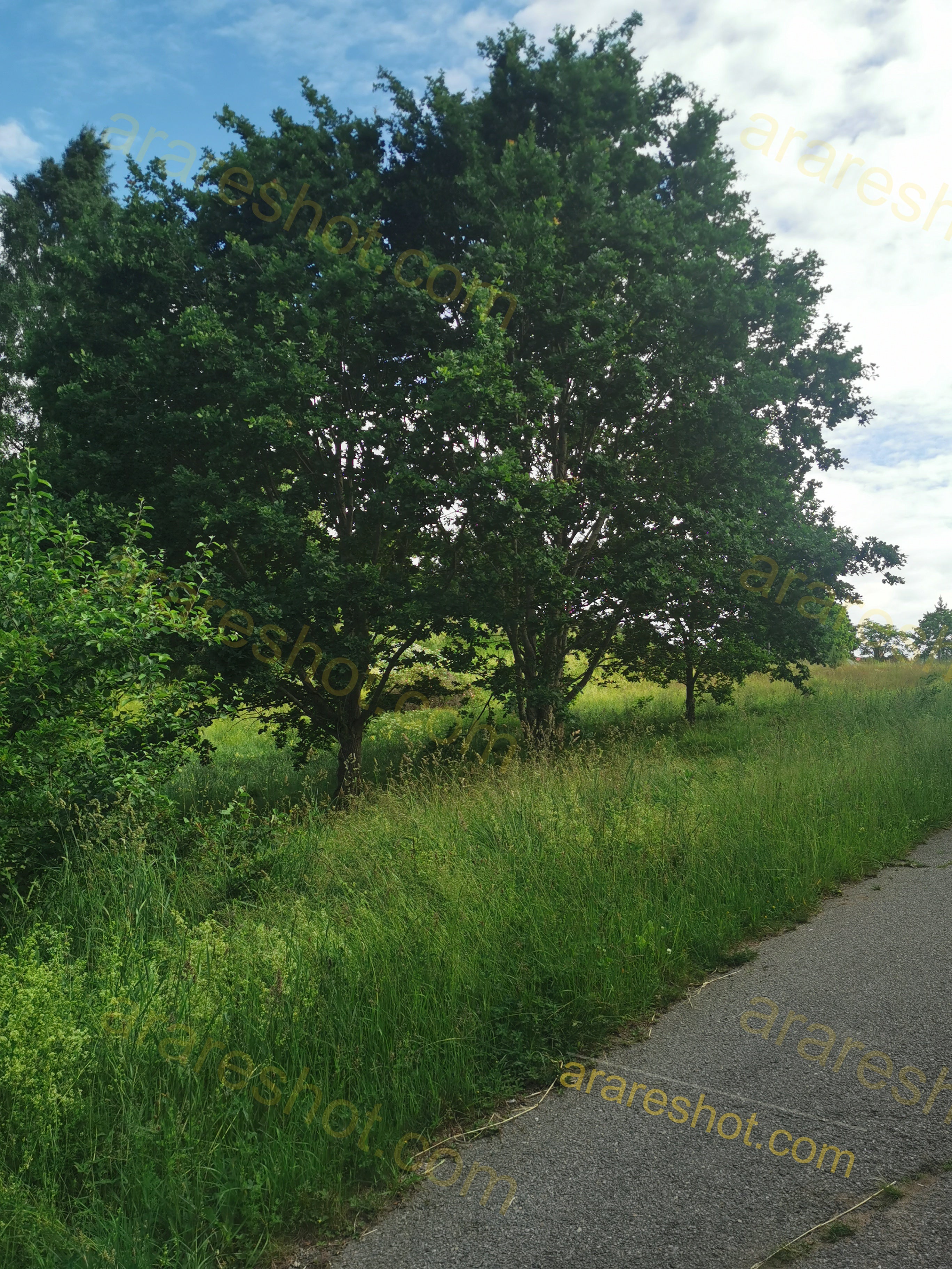 Lush Green Trees Along Serene Countryside Pathway