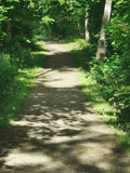 Sunlit Forest Trail Pathway Surrounded by Lush Greenery