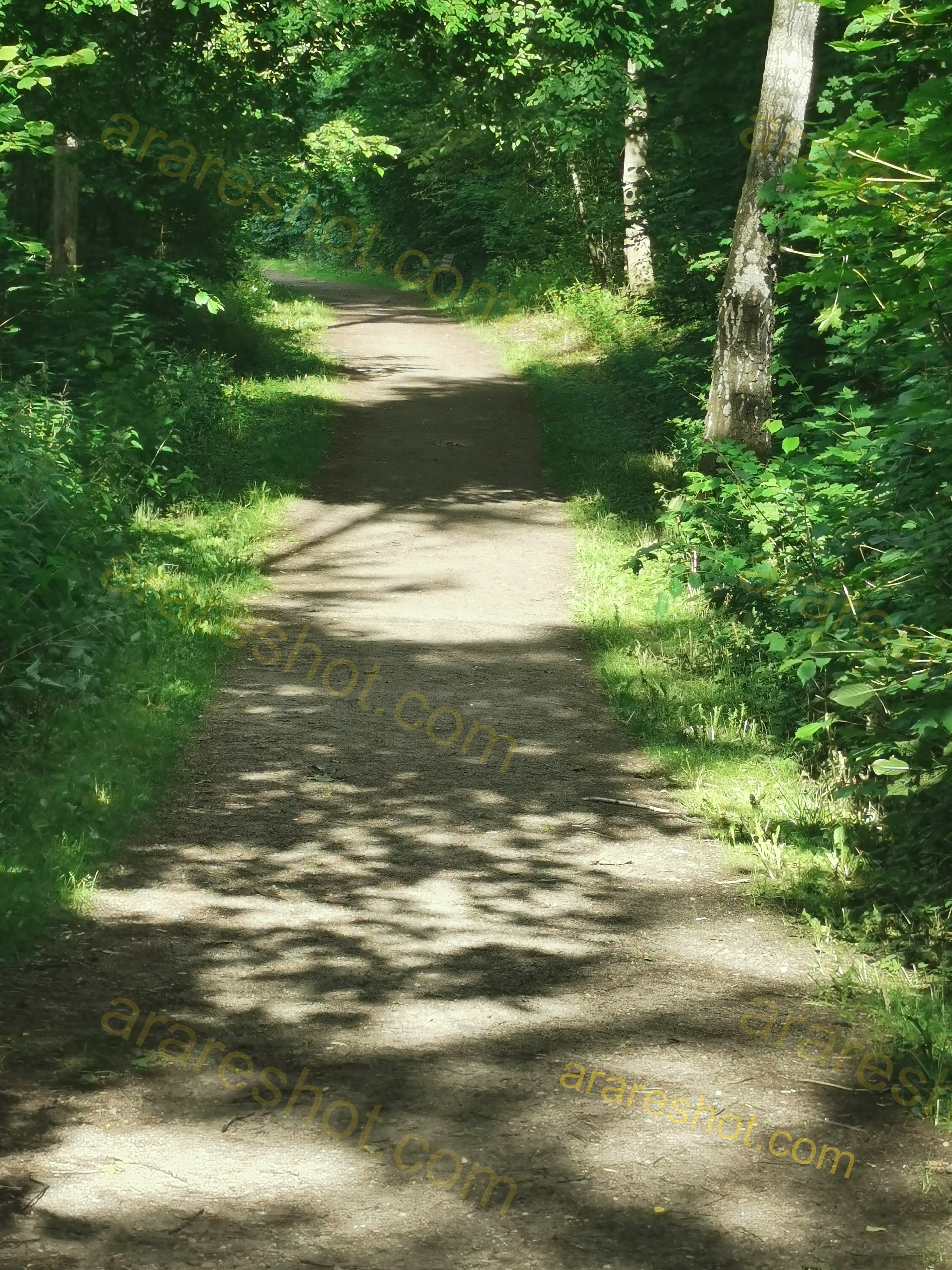 Sunlit Forest Trail Pathway Surrounded by Lush Greenery