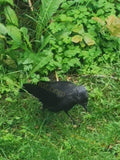 Black Bird Foraging in Vibrant Green Foliage