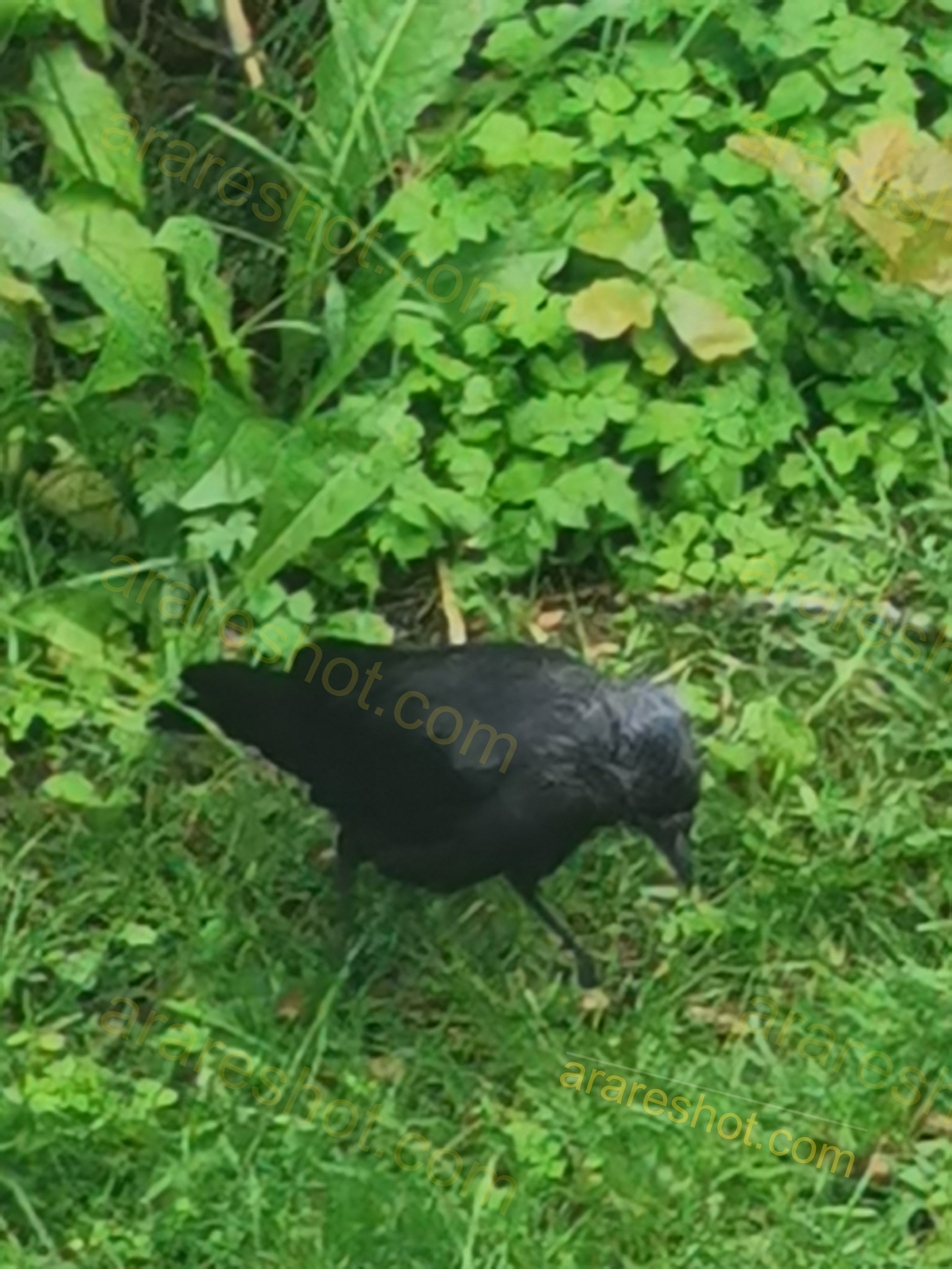 Black Bird Foraging in Vibrant Green Foliage