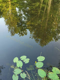 Water Surface with Green Lily Pads and Reflection of Trees