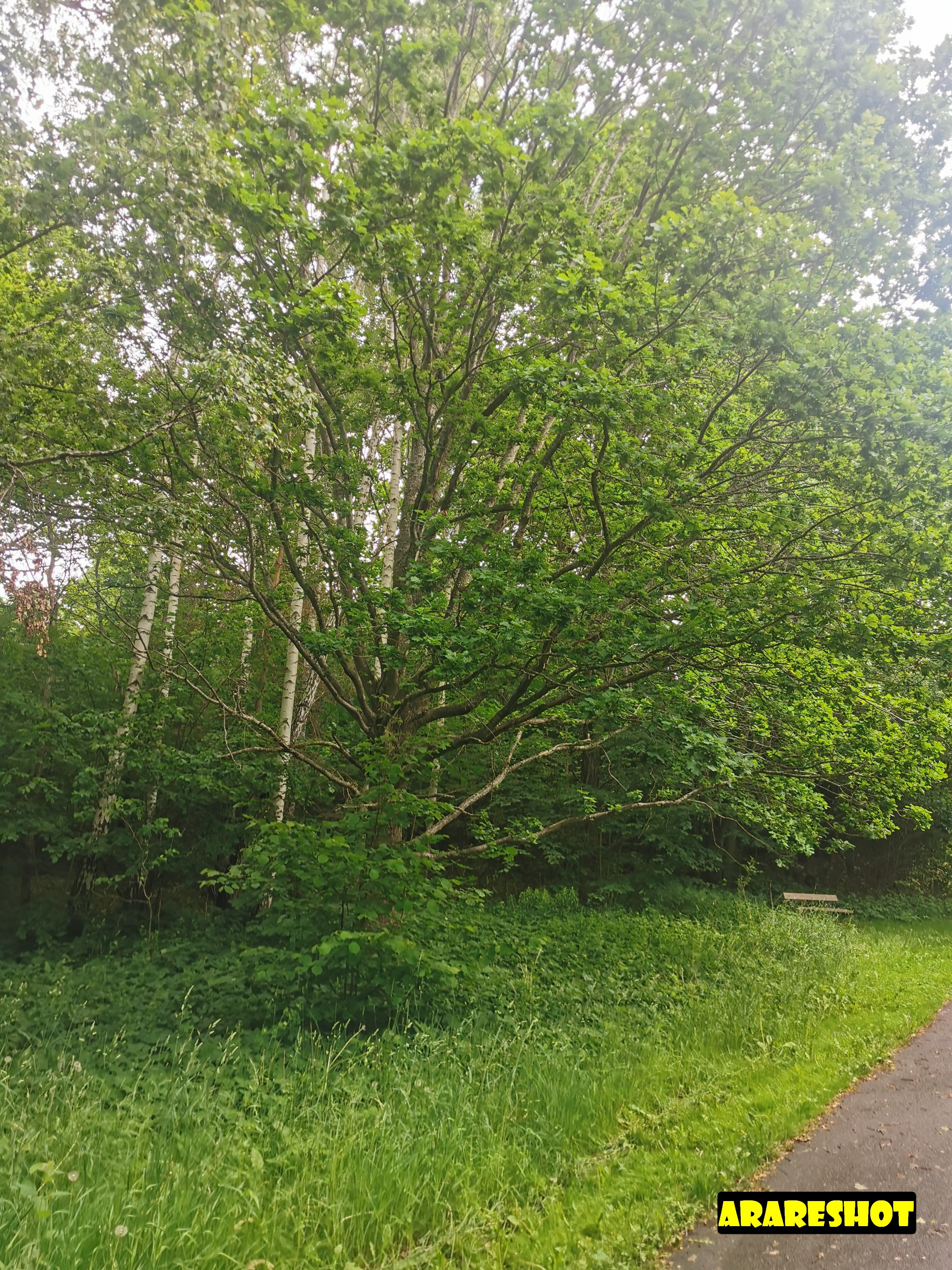 Serene Pathway Through Lush Green Forest