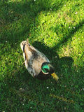 Mallard Duck on Grass