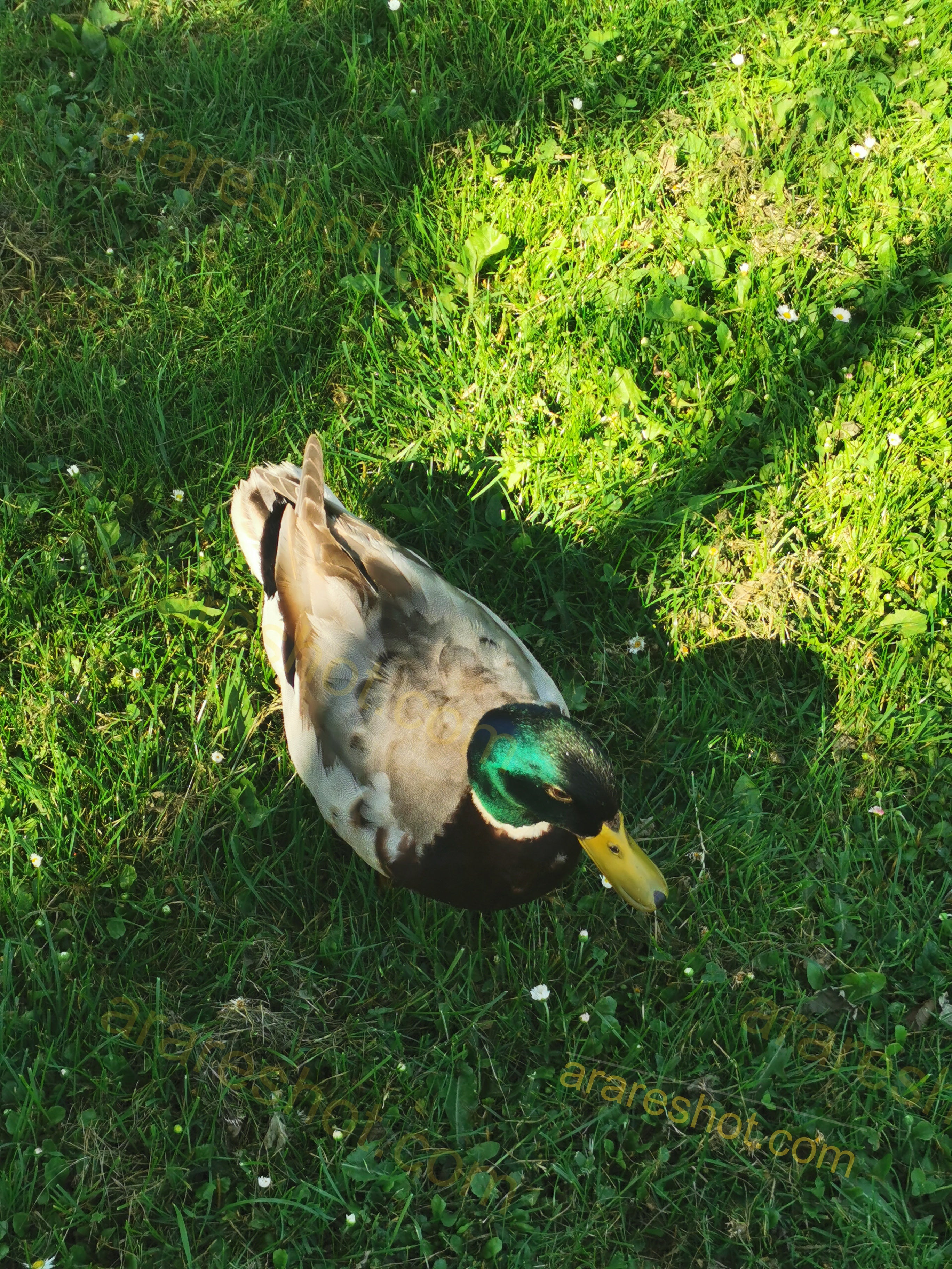 Mallard Duck on Grass