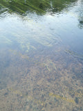 Clear Shallow Water with Pebbles and Aquatic Plants