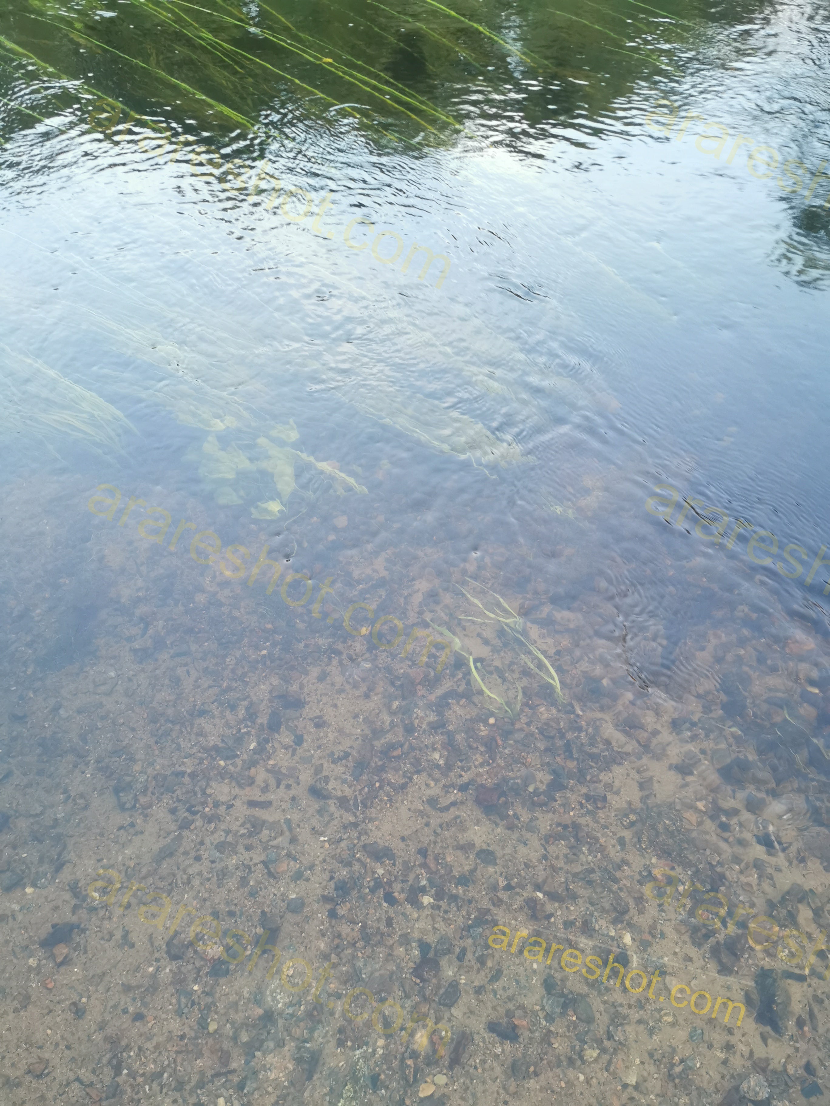 Clear Shallow Water with Pebbles and Aquatic Plants