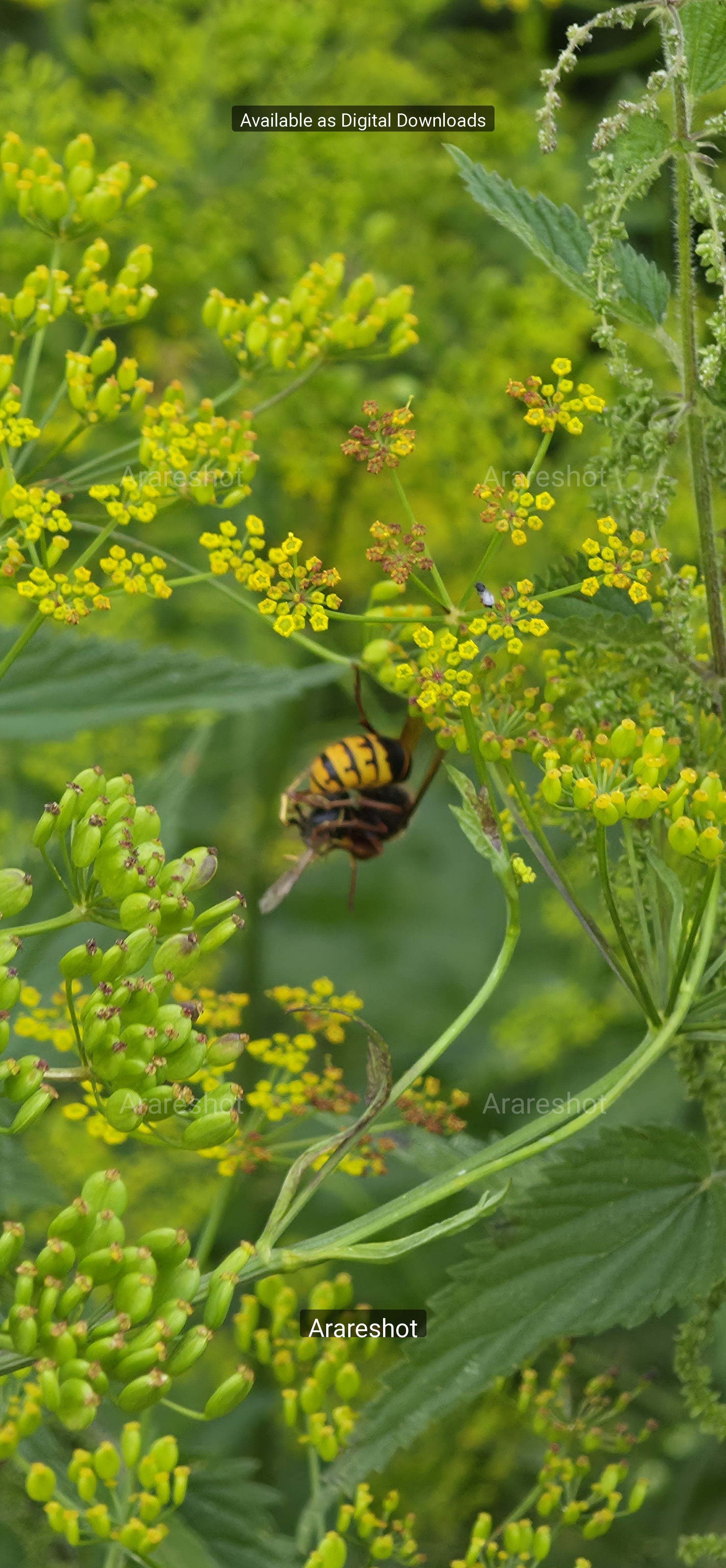 Shield Bug Macro Closeup - Ultra HD Nature Digital Download