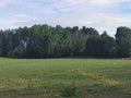 Green Field with Trees and Blue Sky