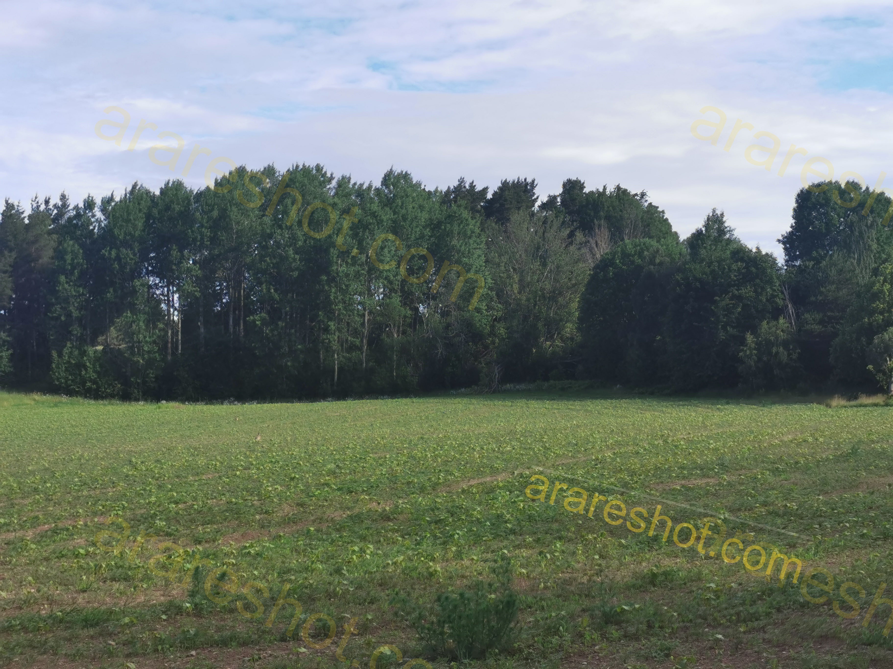 Green Field with Trees and Blue Sky