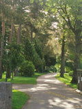 Tree Lined Park Pathway with Grass