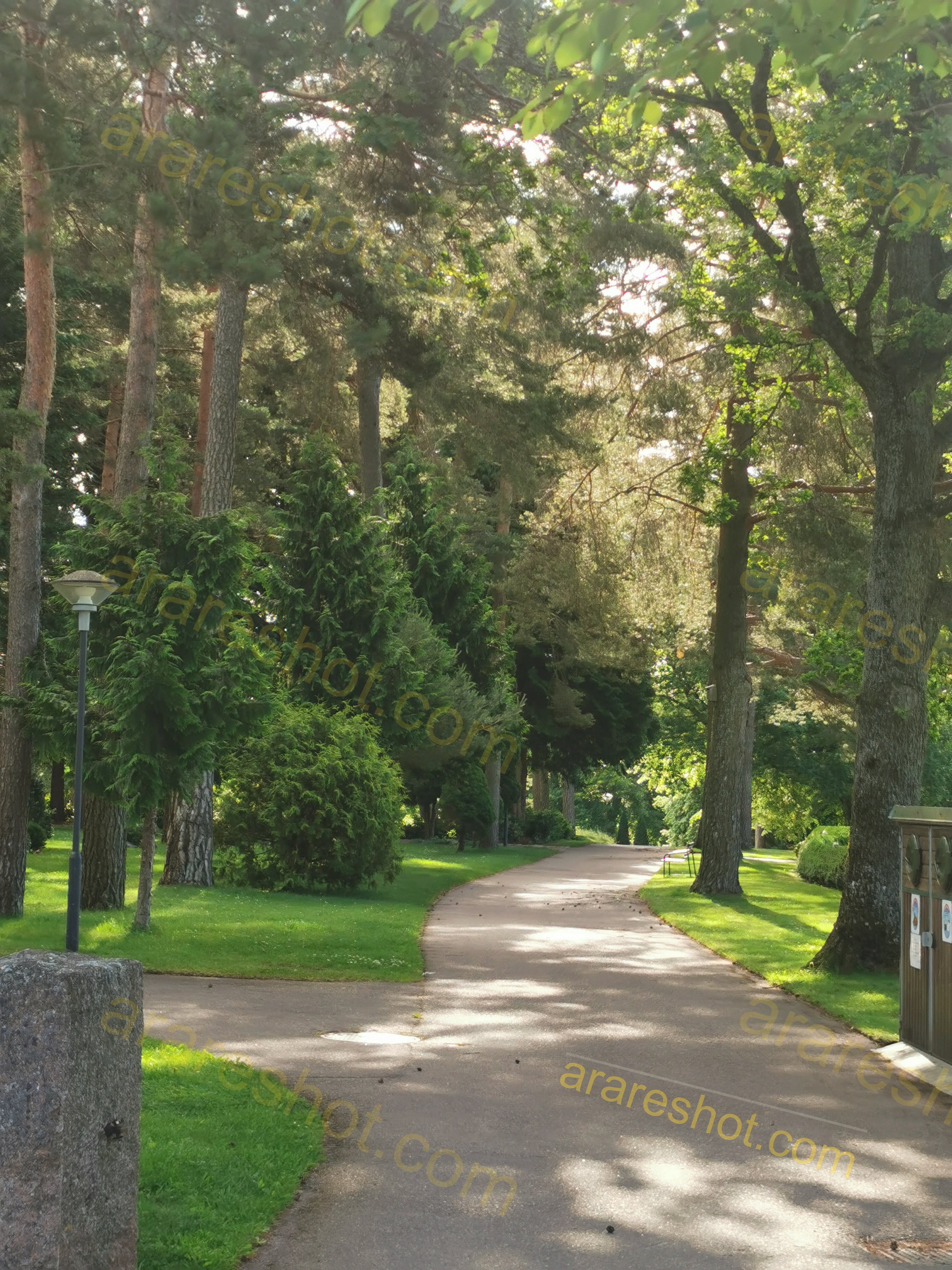 Tree Lined Park Pathway with Grass