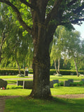 Large Tree in Cemetery with Headstones