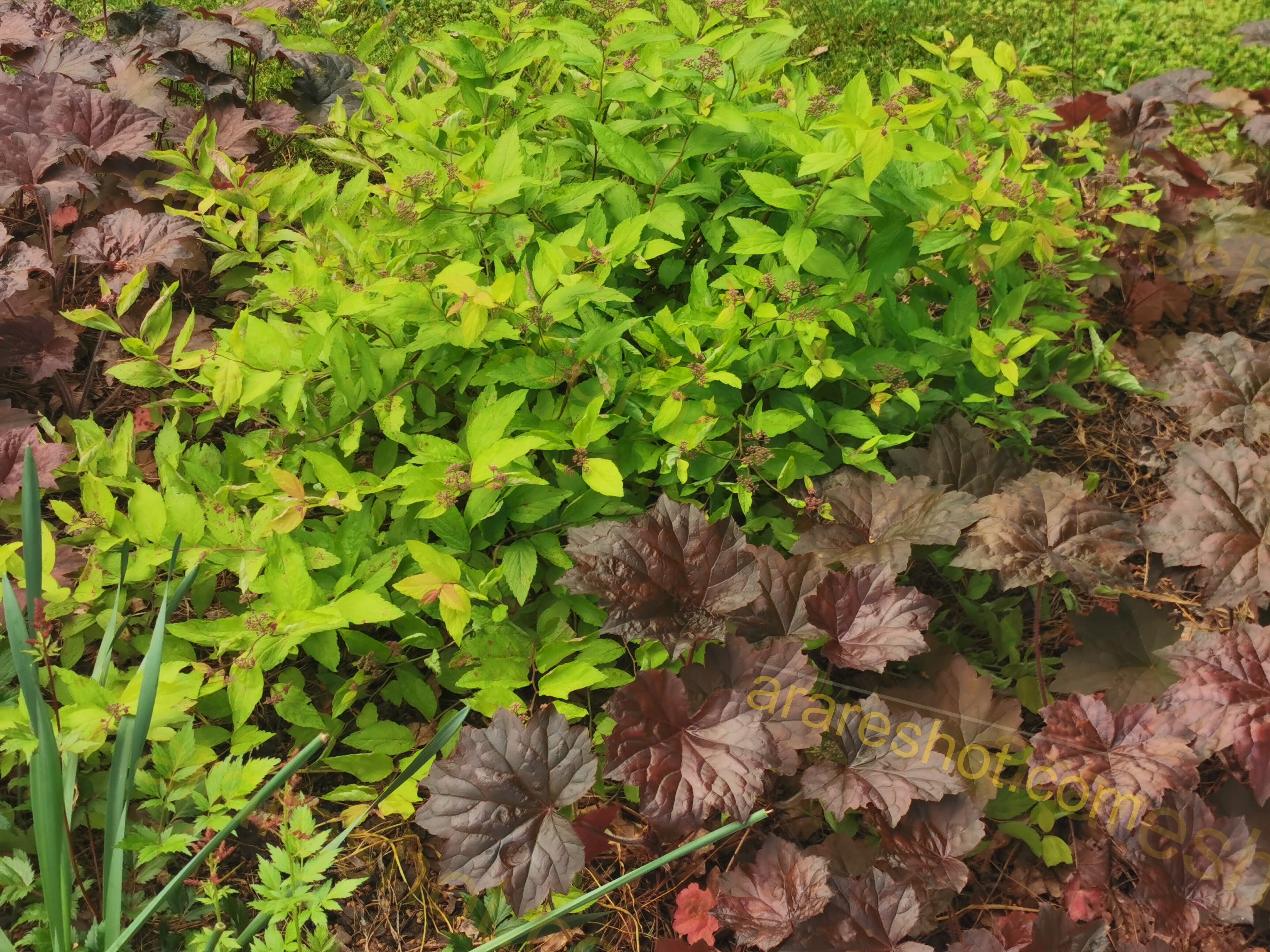 Green and Purple Garden Plants