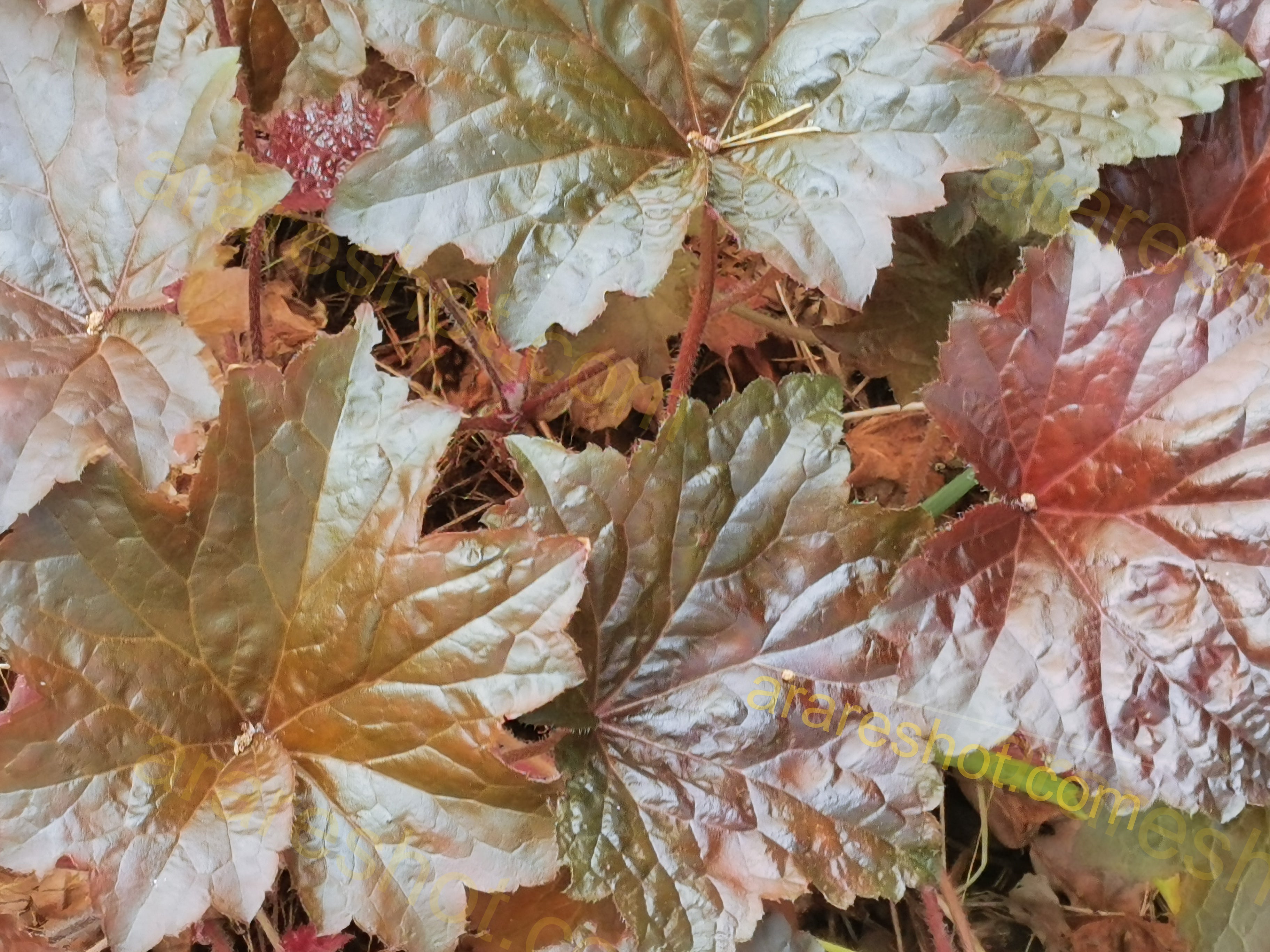Green and Brown Maple Leaves on the Ground