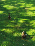 Two Ducks on Green Grass with Small White Flowers