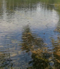 Water Surface with Reflections and Ripples