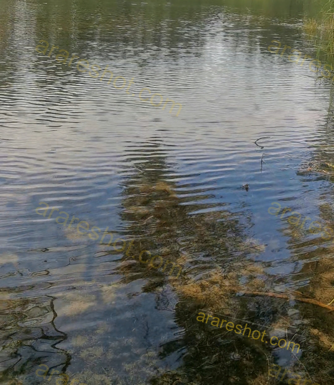 Water Surface with Reflections and Ripples