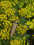 Metallic Longhorn Beetle on Yellow Flowers