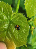 Black Ladybug with Orange Spots on Green Leaf