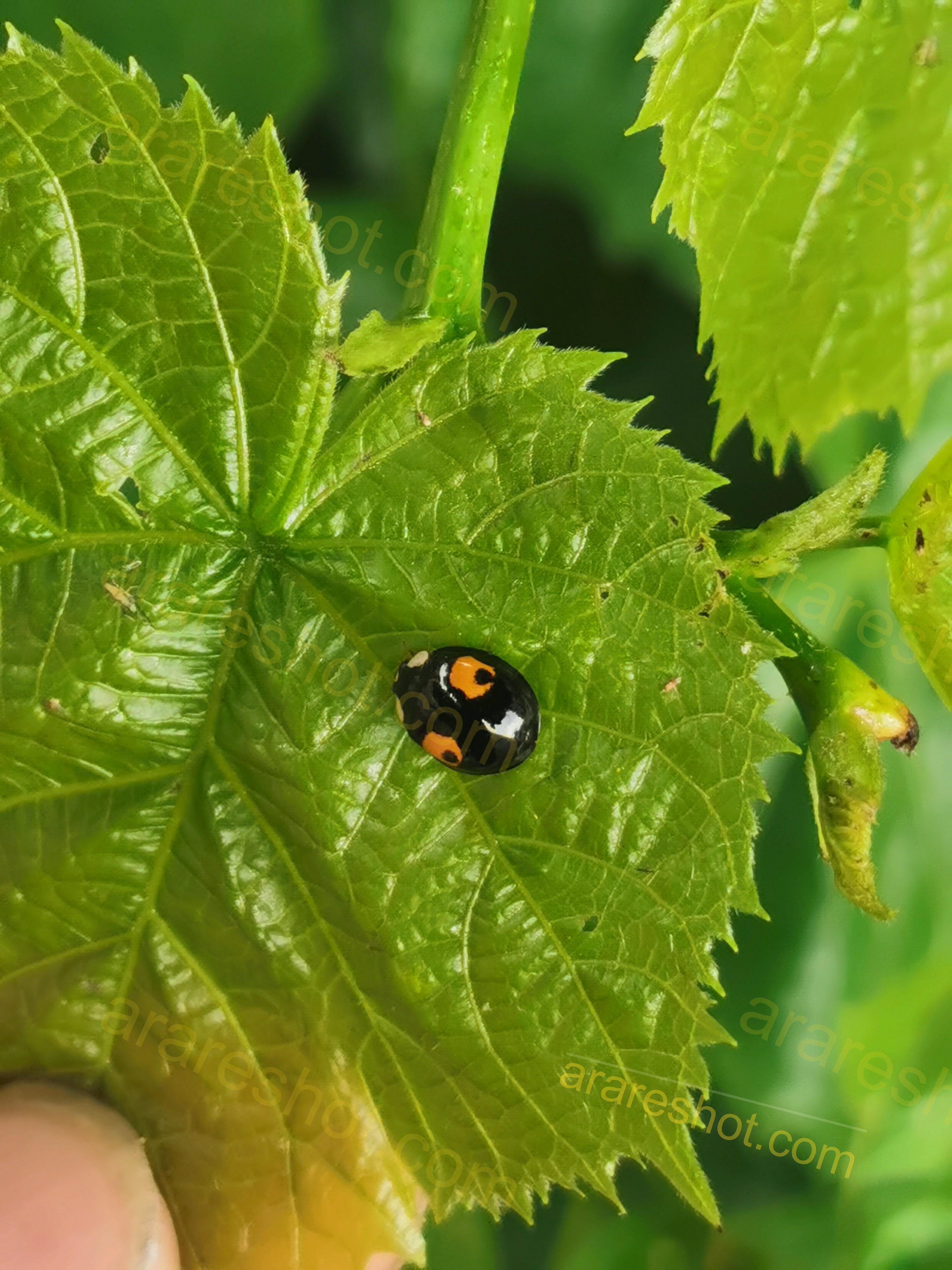 Black Ladybug with Orange Spots on Green Leaf