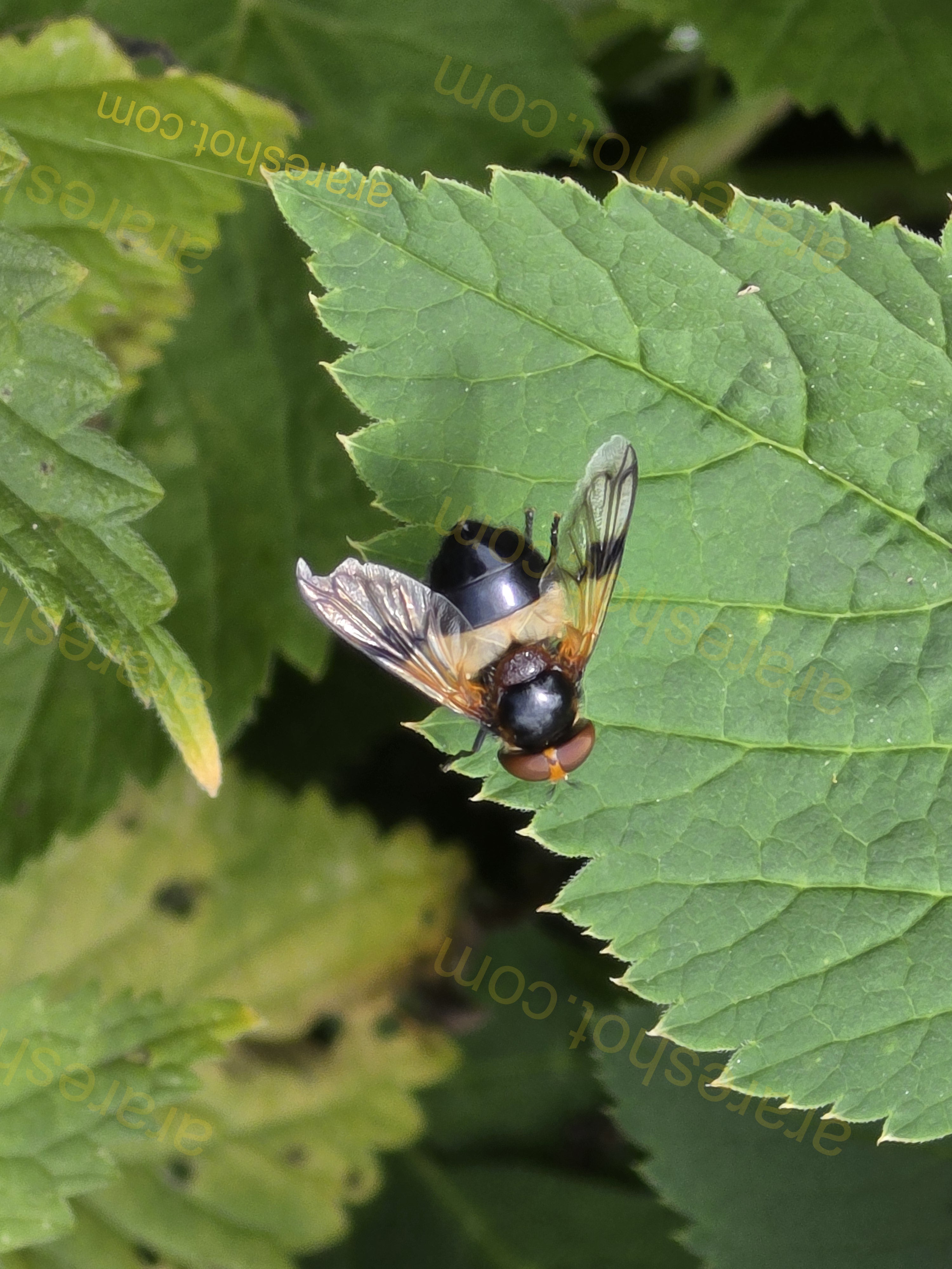 Black and Orange Fly on Green Leaf