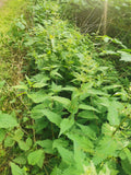 Lush Green Stinging Nettle Plants in Intense Sunlight