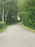 Paved Road Surrounded by Trees and Street Lamps
