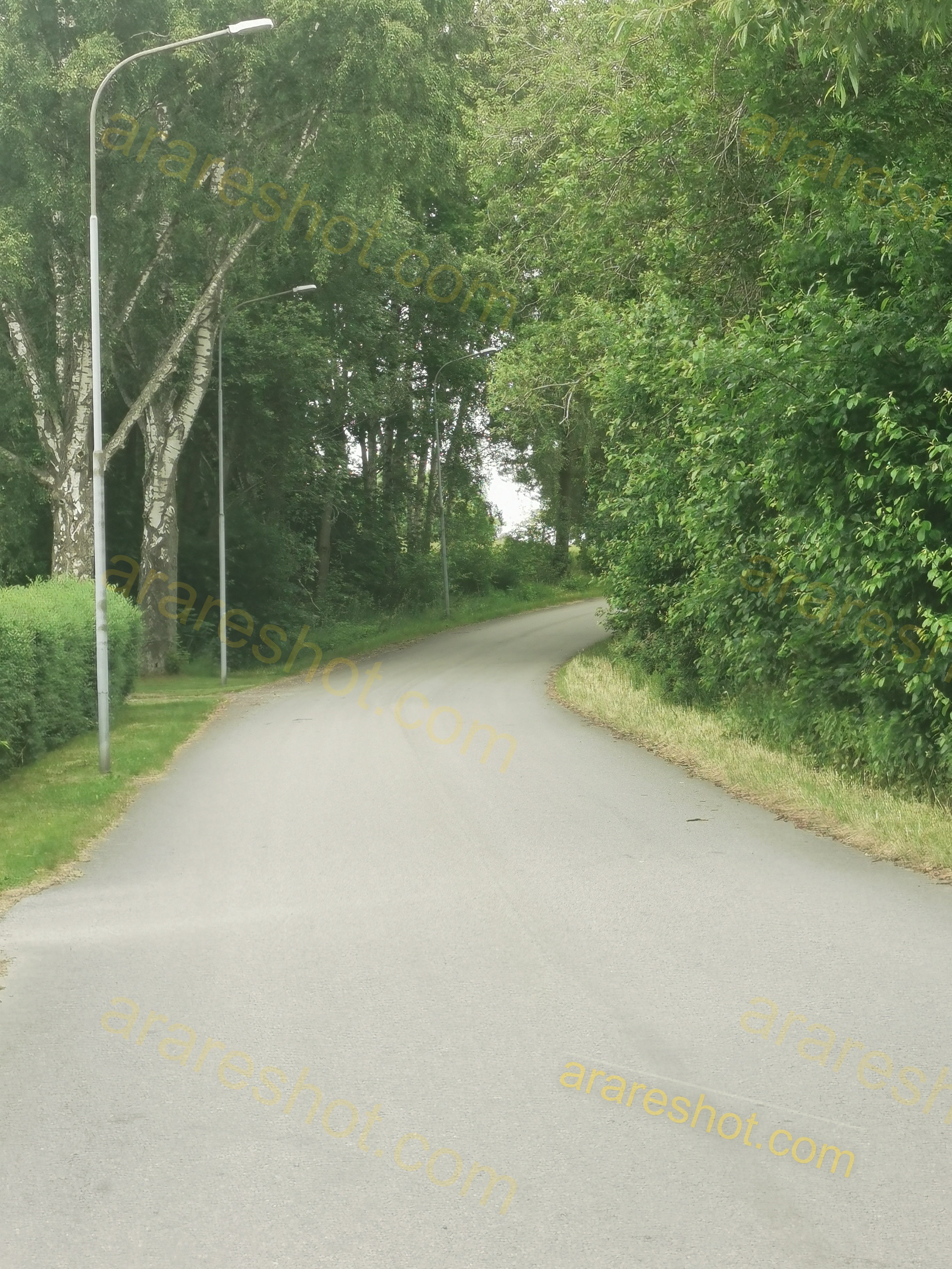 Paved Road Surrounded by Trees and Street Lamps