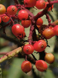 Close-up of Red Berries on Branch