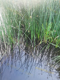 Green reeds growing in water