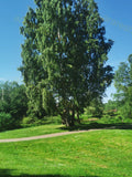 Lush Green Park with Towering Trees on a Sunny Day