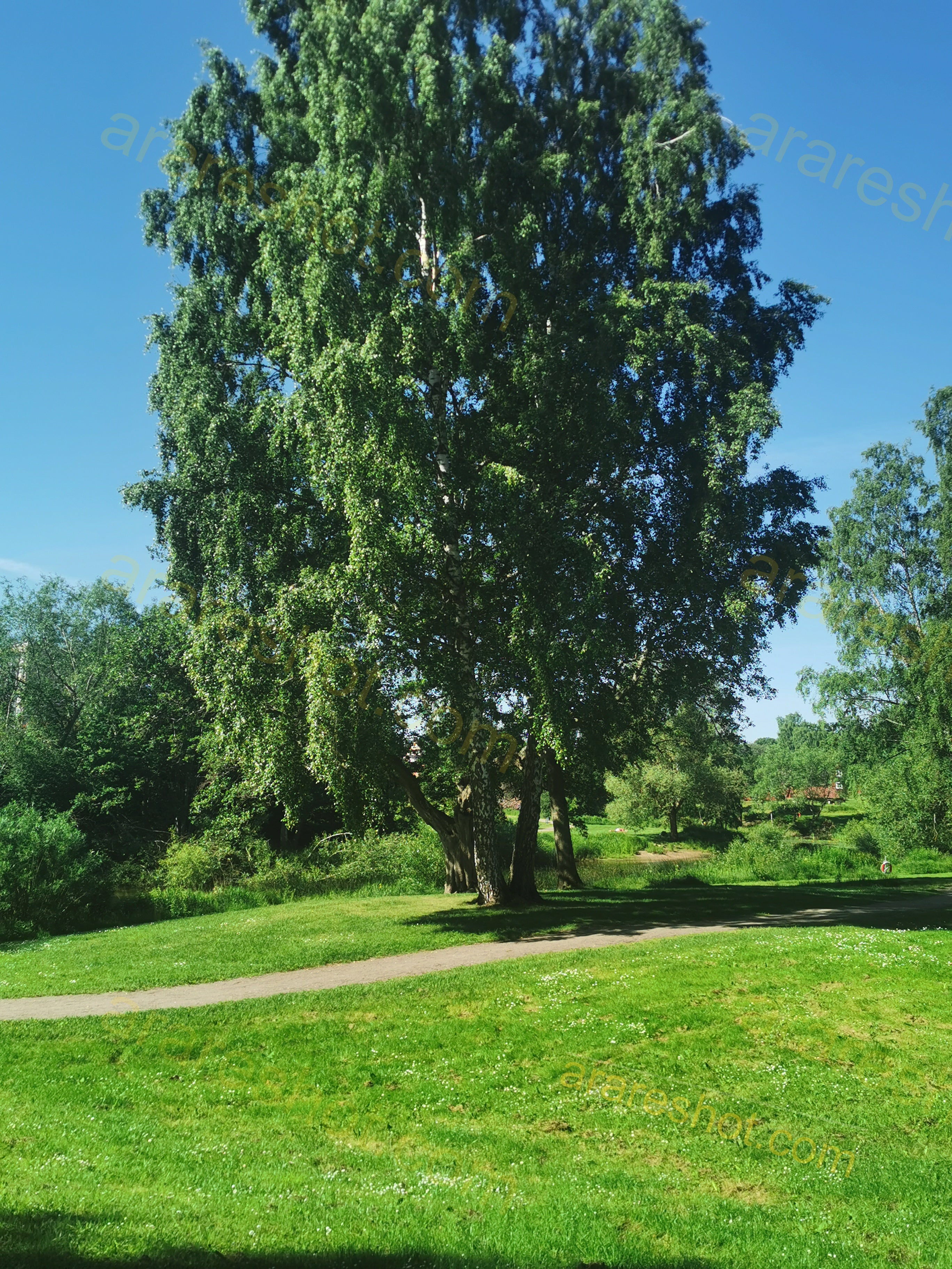 Lush Green Park with Towering Trees on a Sunny Day