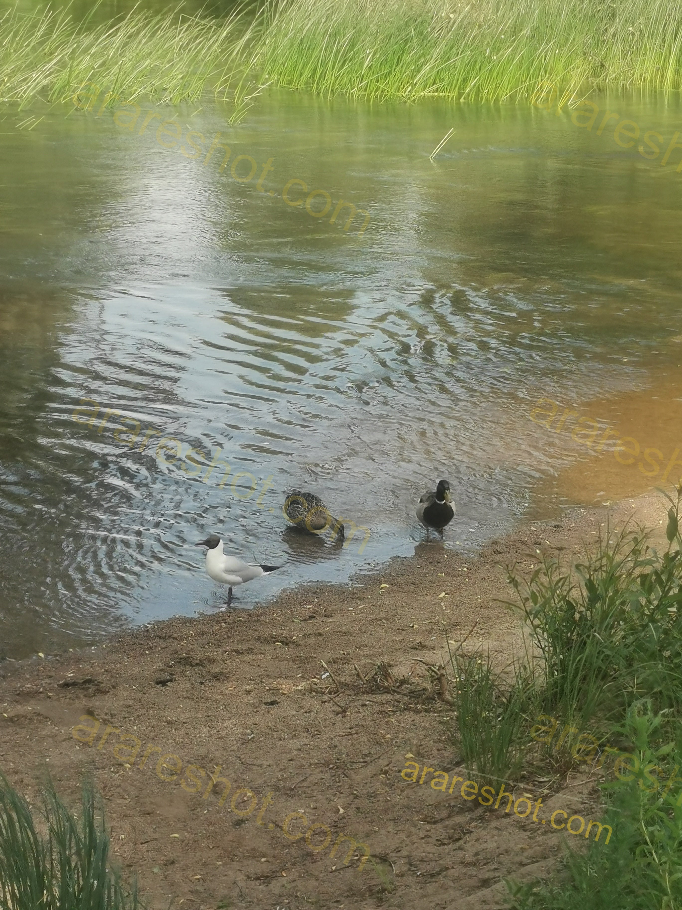 Birds Standing by Riverbank with Green Reeds