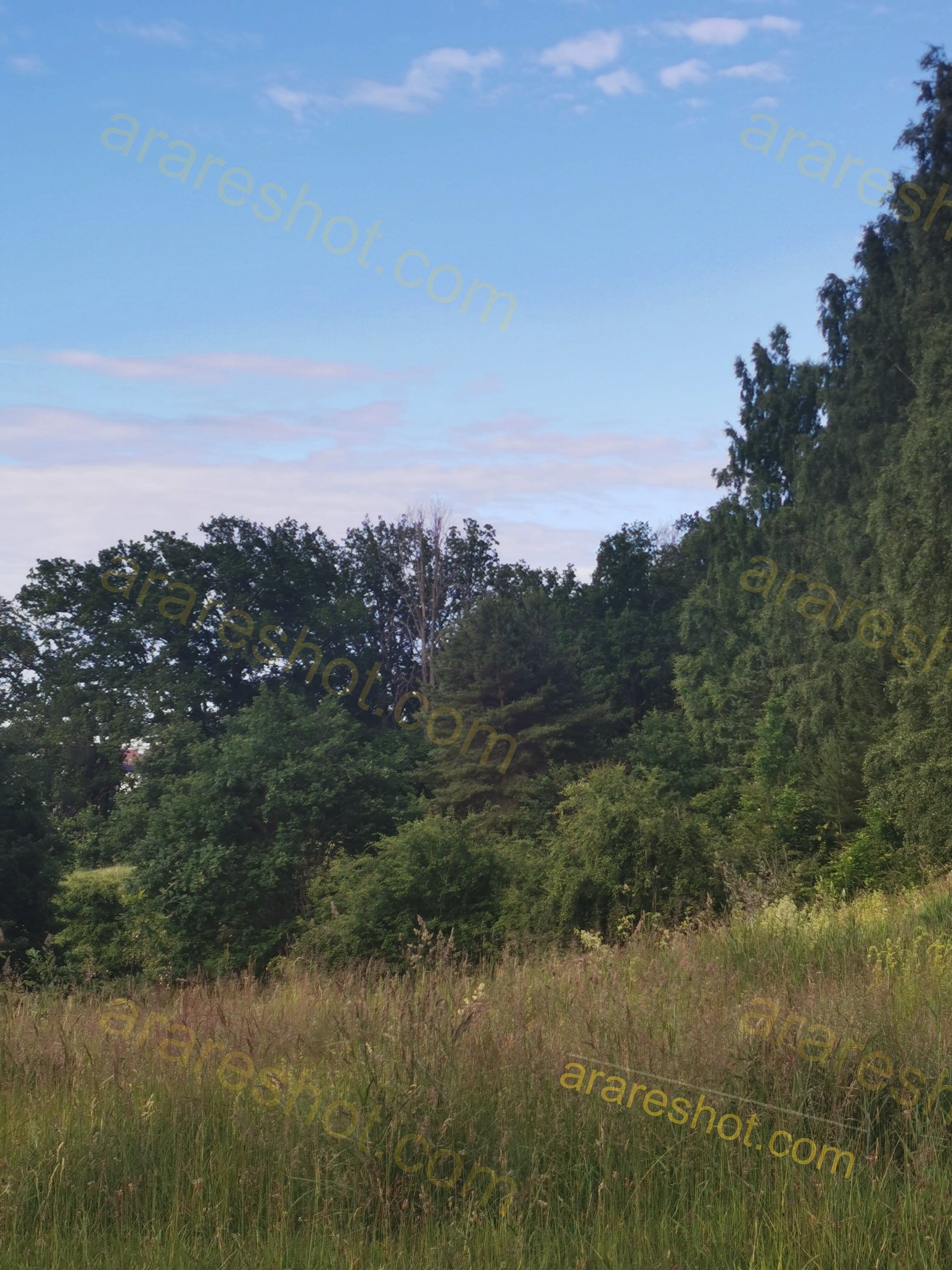 Serene Meadow and Lush Forest Landscape with Blue Sky