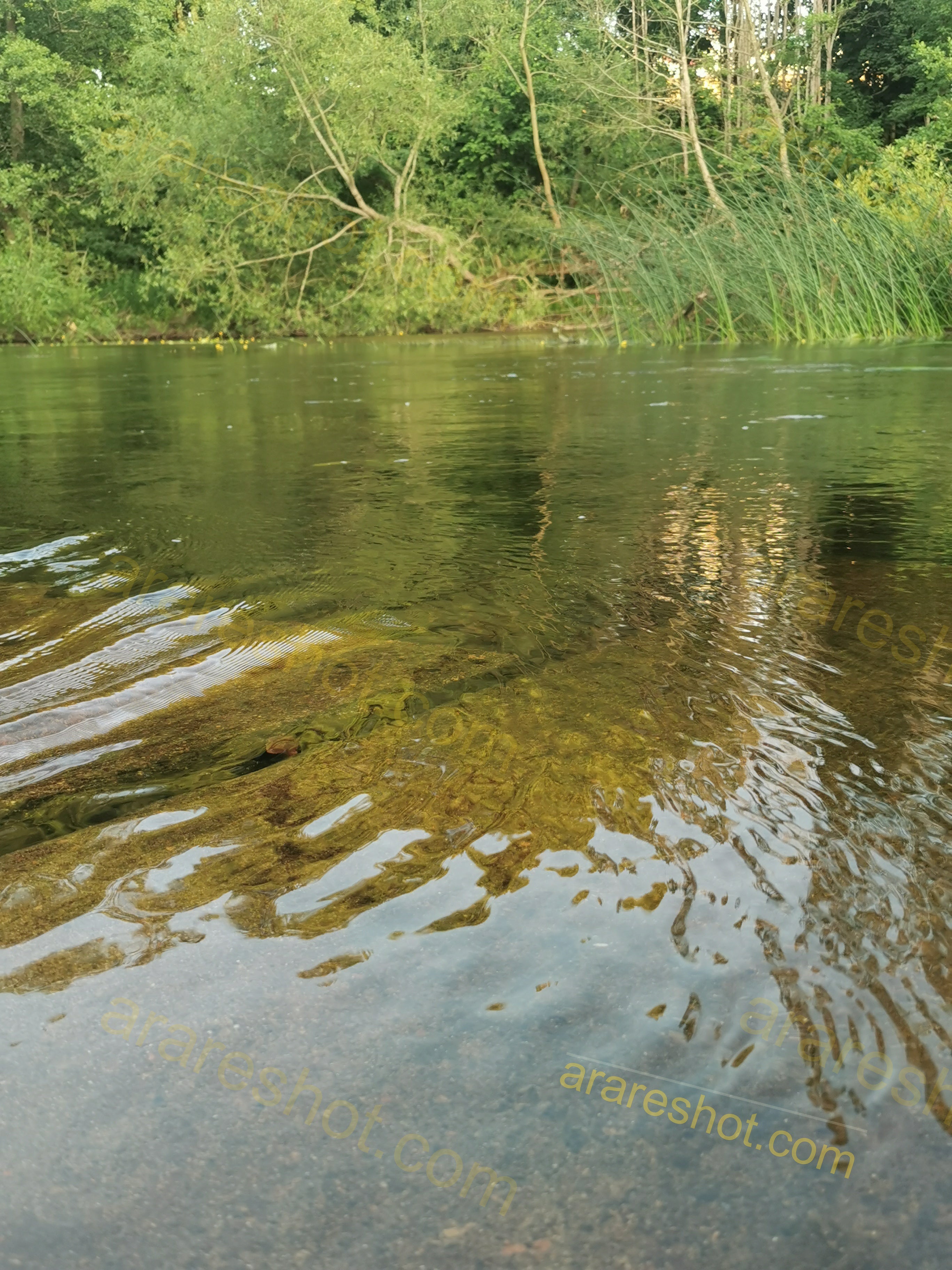 Calm River with Green Trees and Reeds