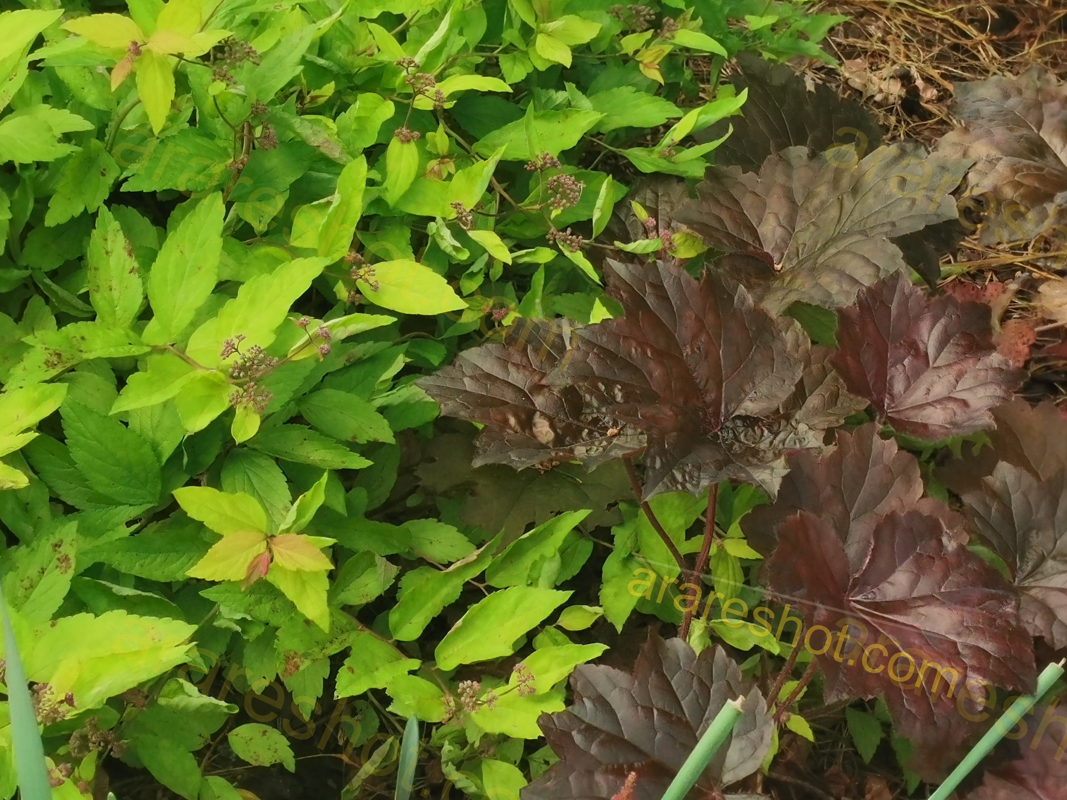 Green and Dark Red Leaves Close-up