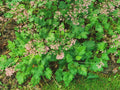 - Green Plant with Small Pink Flowers