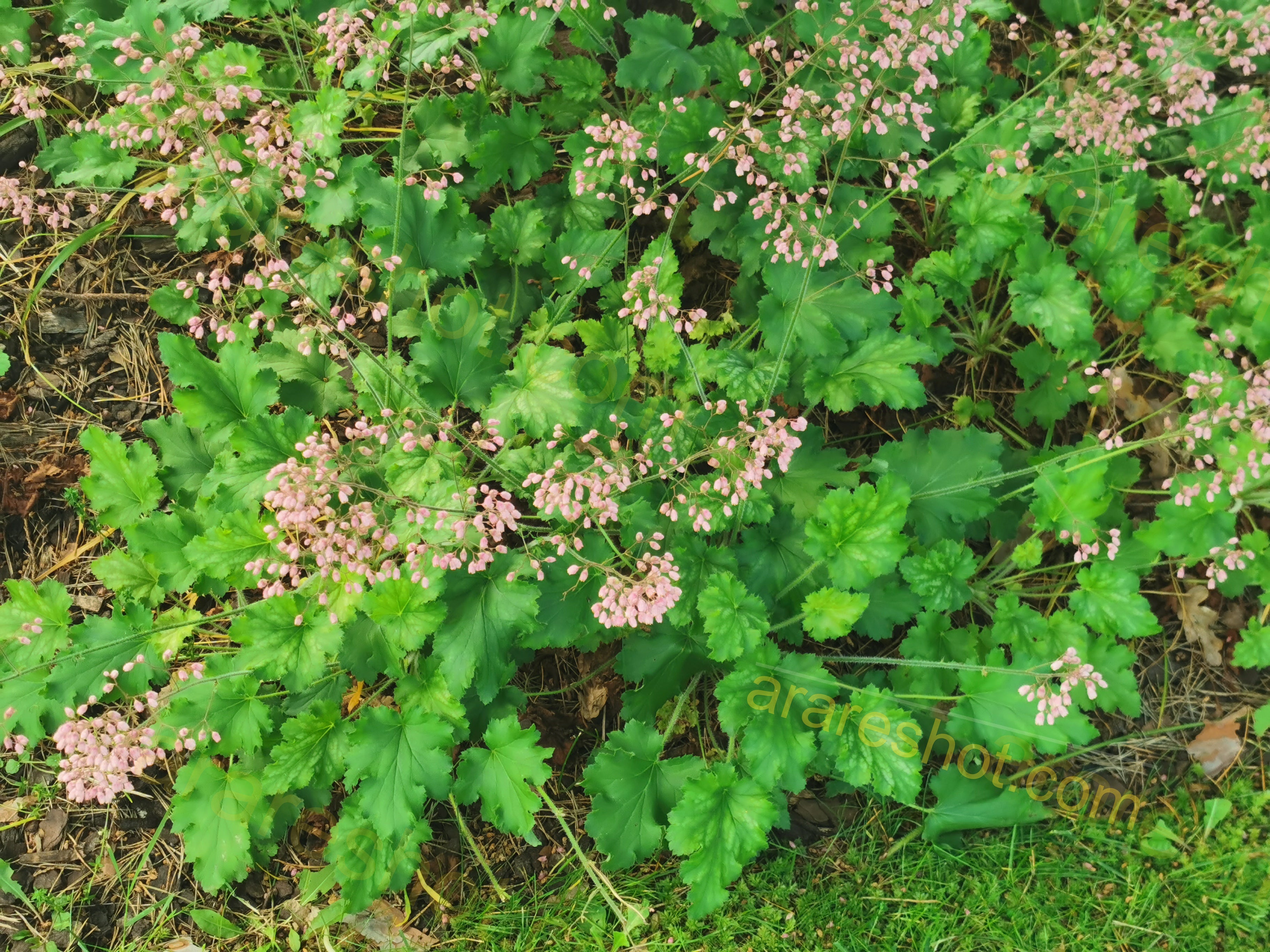 - Green Plant with Small Pink Flowers