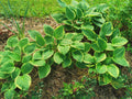Green Hostas with Yellow Edges in Garden Bed