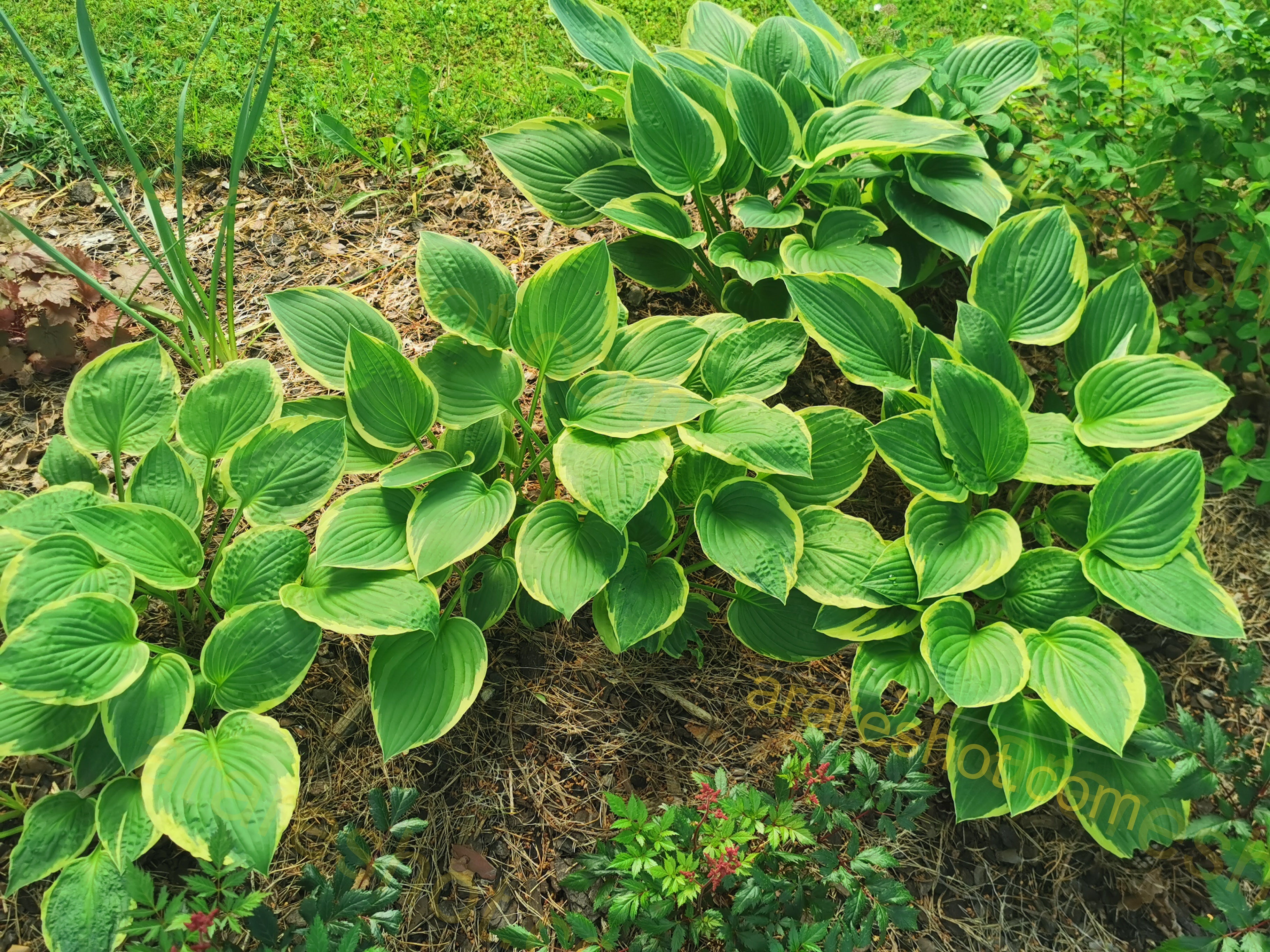 Green Hostas with Yellow Edges in Garden Bed