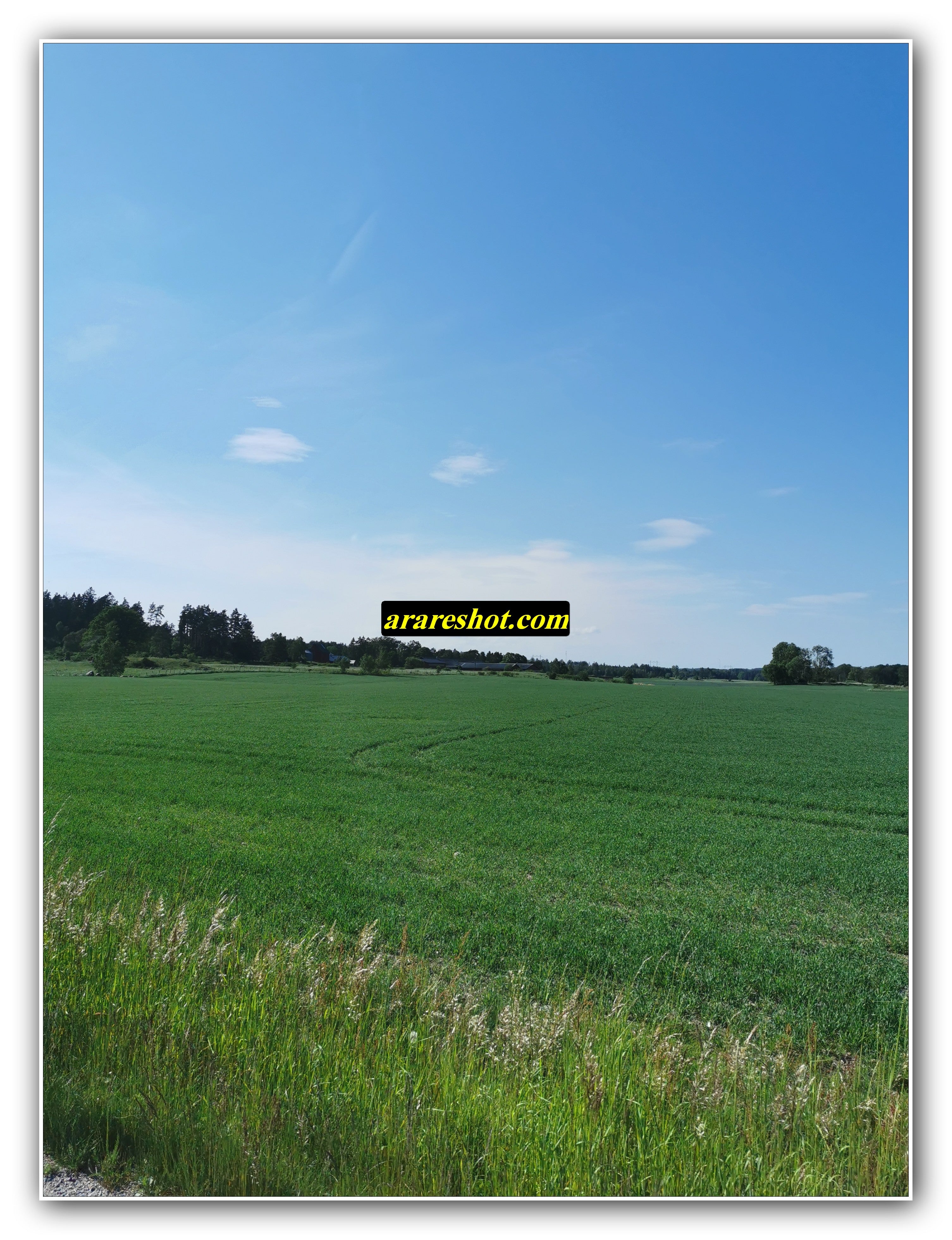 Boundless Green Horizon