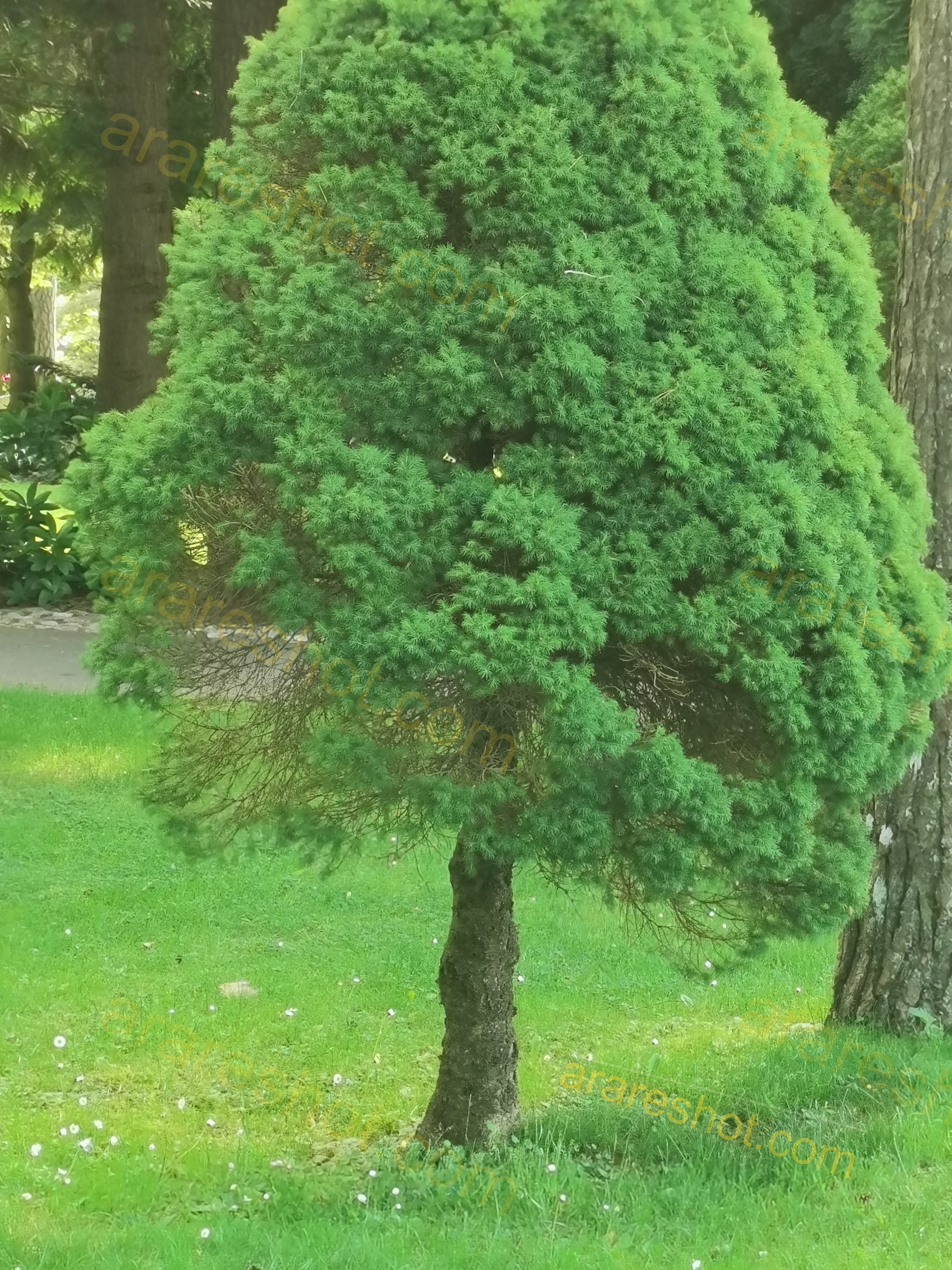 Small Green Conifer Tree in Grass