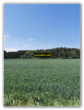 Verdant Field Panorama