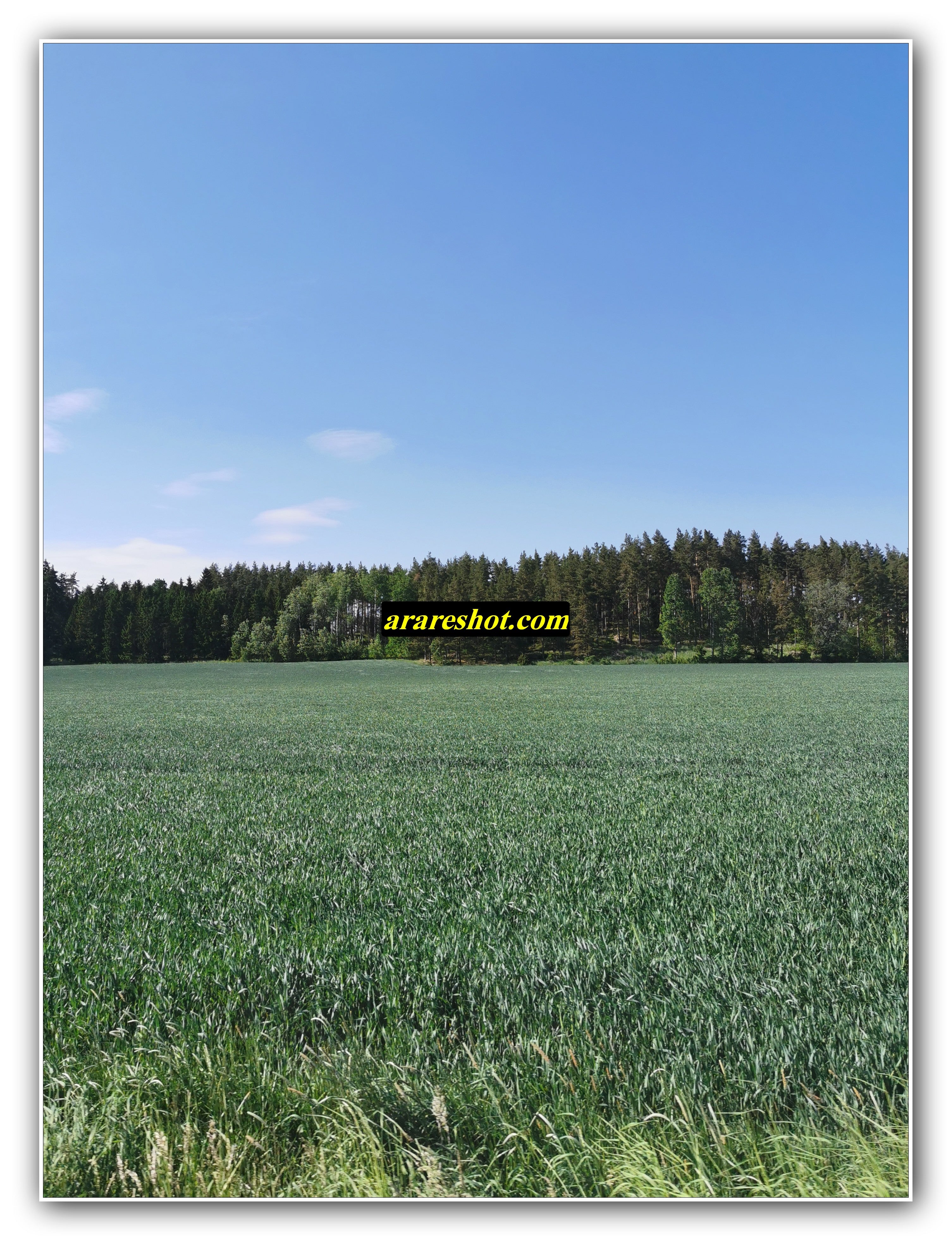 Verdant Field Panorama