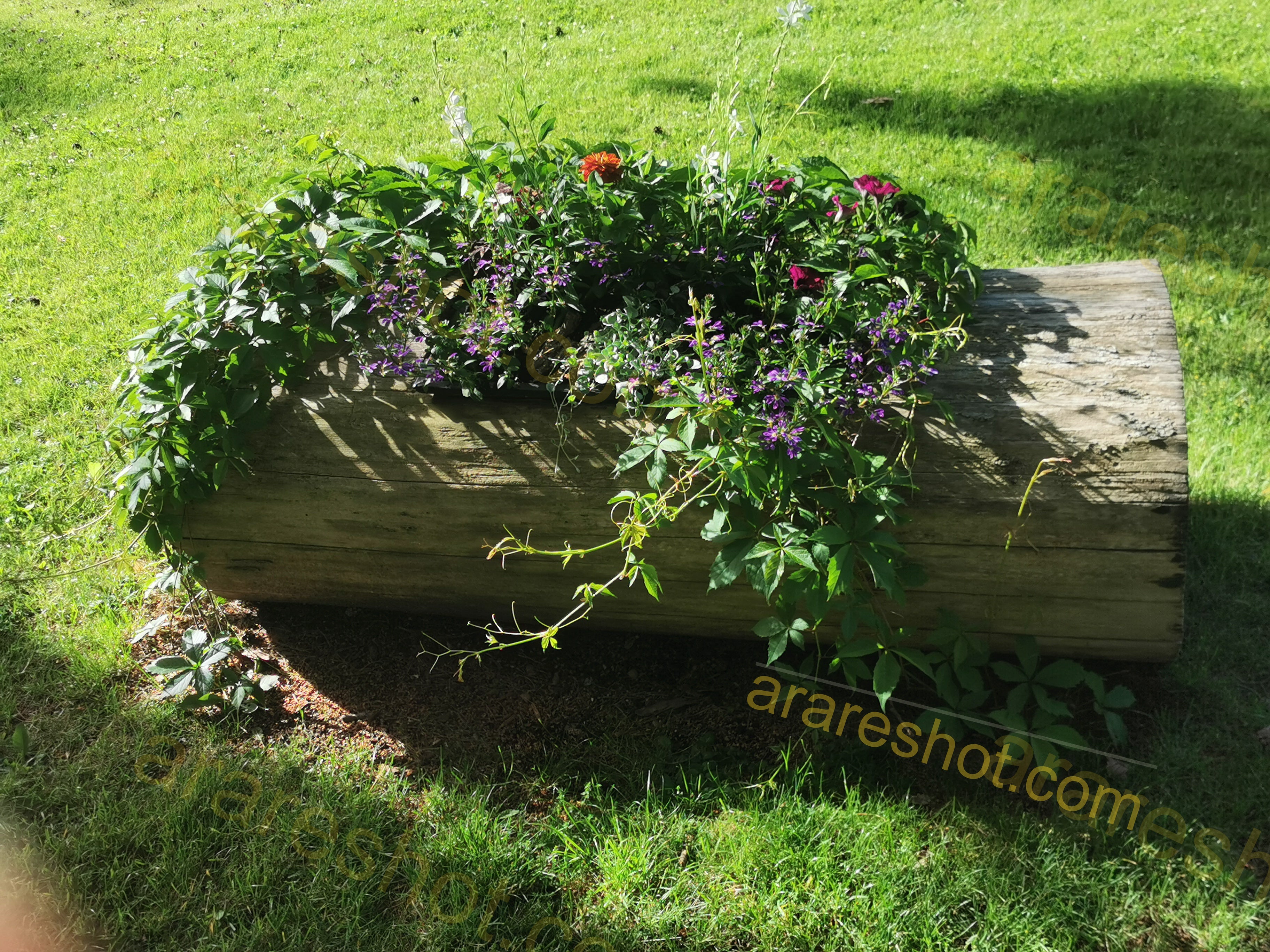 Log Planter with Flowering Plants